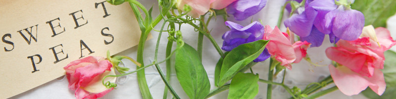 Sweet Pea, Sweet Peas, Lathyrus odoratus